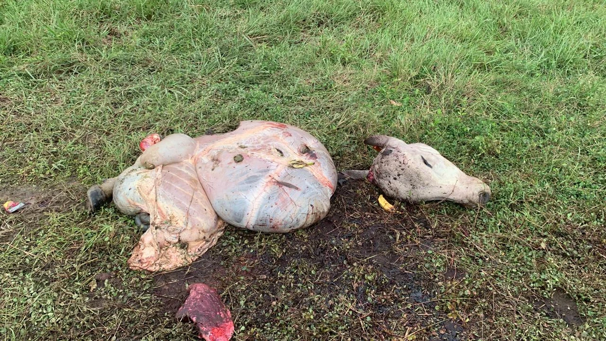 Esse foi o segundo episódio na mesma fazenda em dois meses por Divulgação