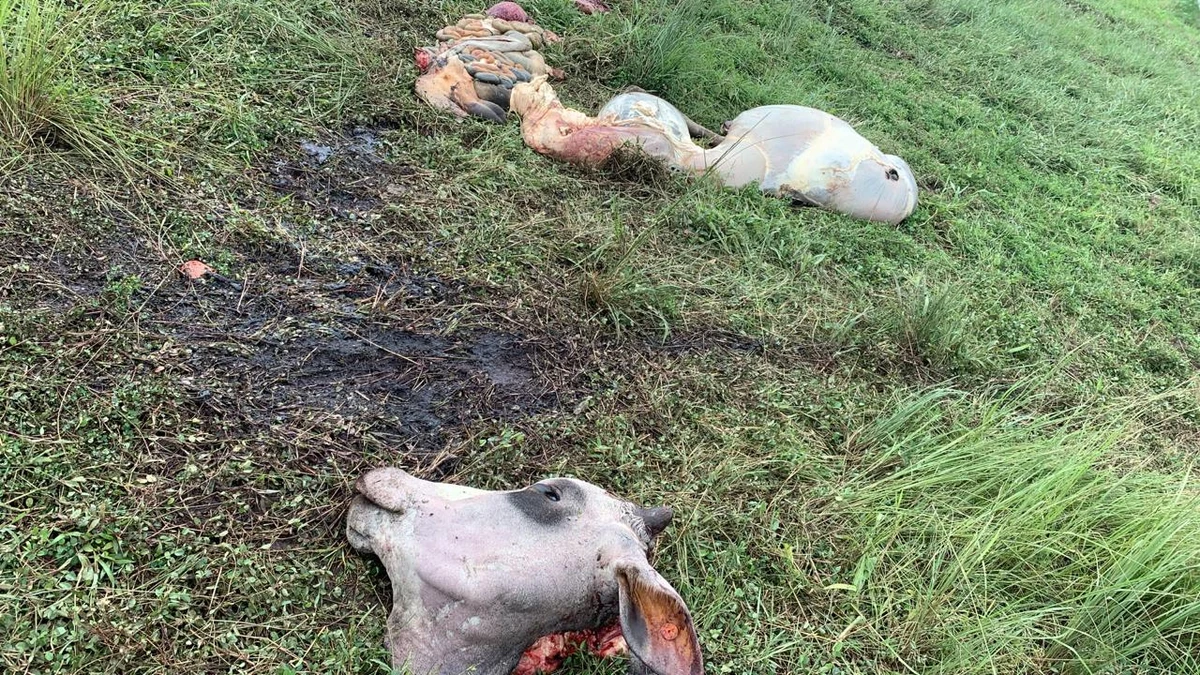 Após extrair a carne, as vísceras e cabeças foram abandonadas por Divulgação