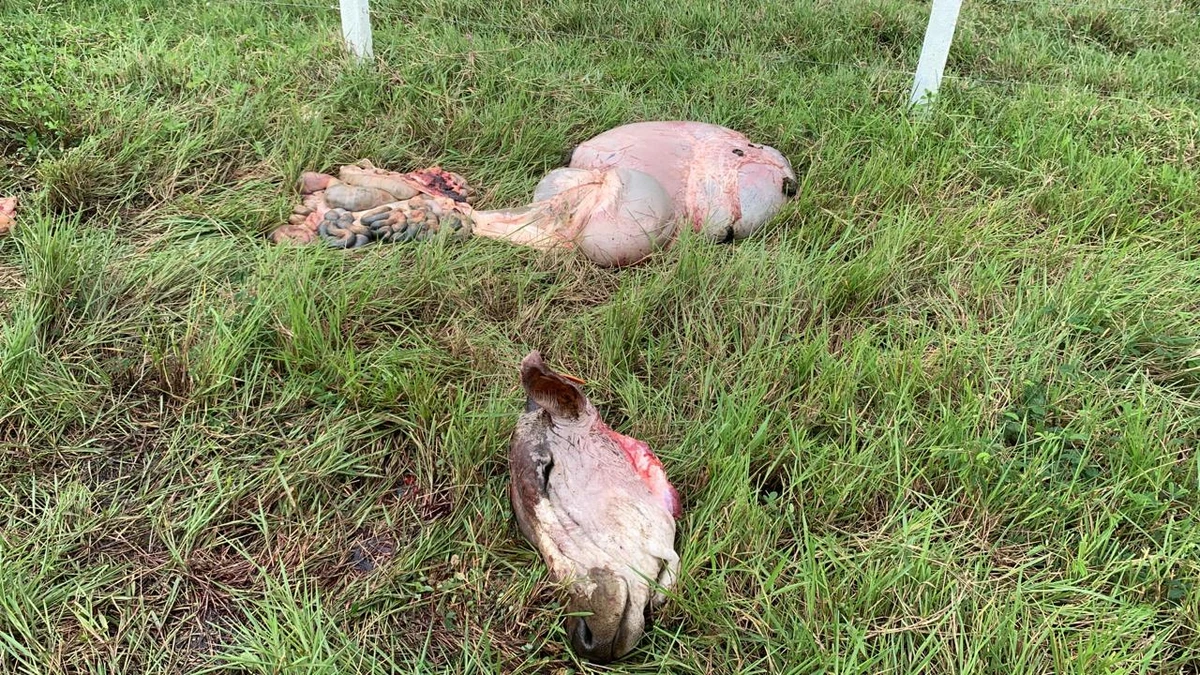 De acordo com um dos proprietários da fazenda, os criminosos invadiram a propriedade e encurralaram os animais por Divulgação