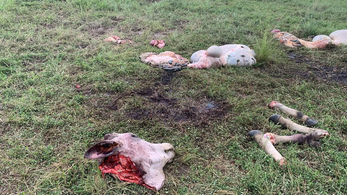 Sete bois foram mortos por Divulgação