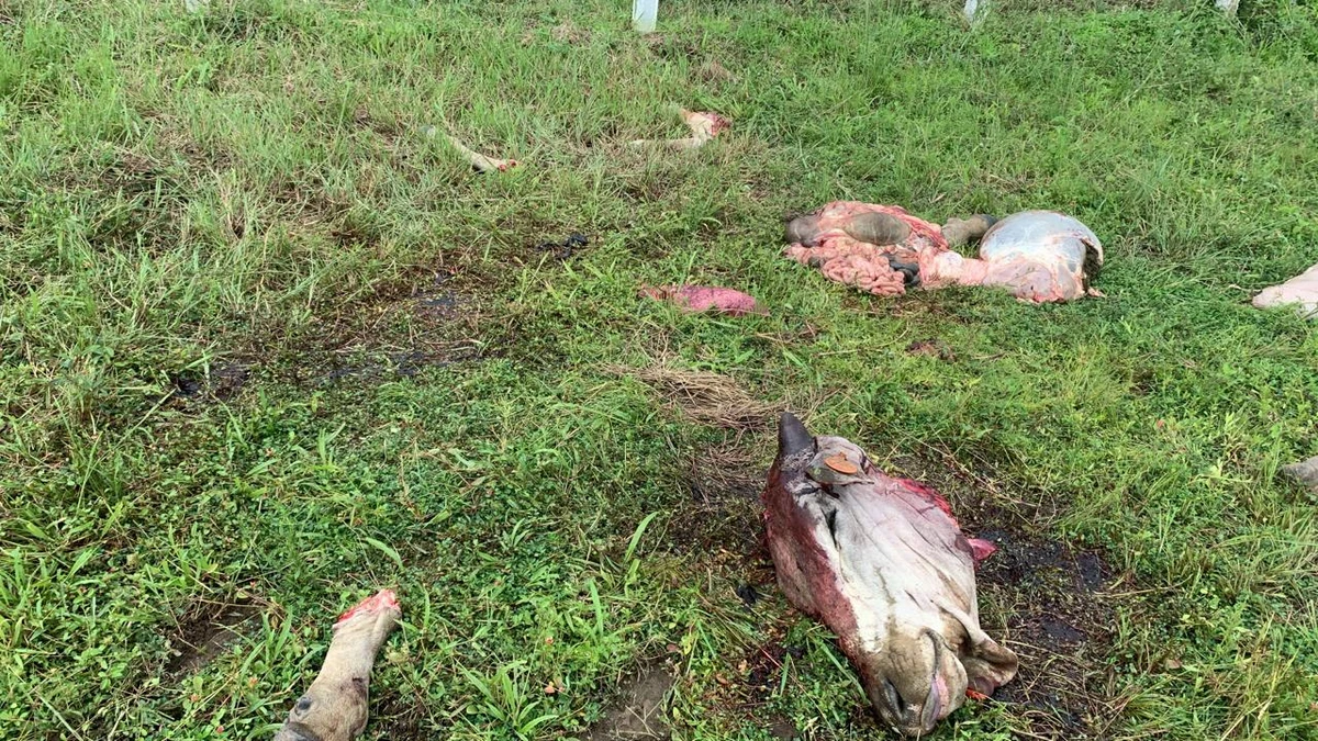 O furto aconteceu na fazenda Guaíba, em São Francisco do Conde por Divulgação