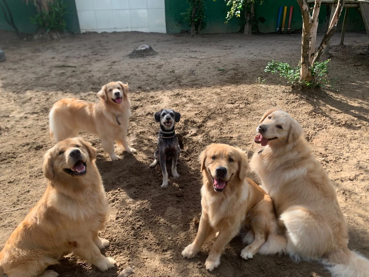 Fubá e amigos por Acervo pessoal