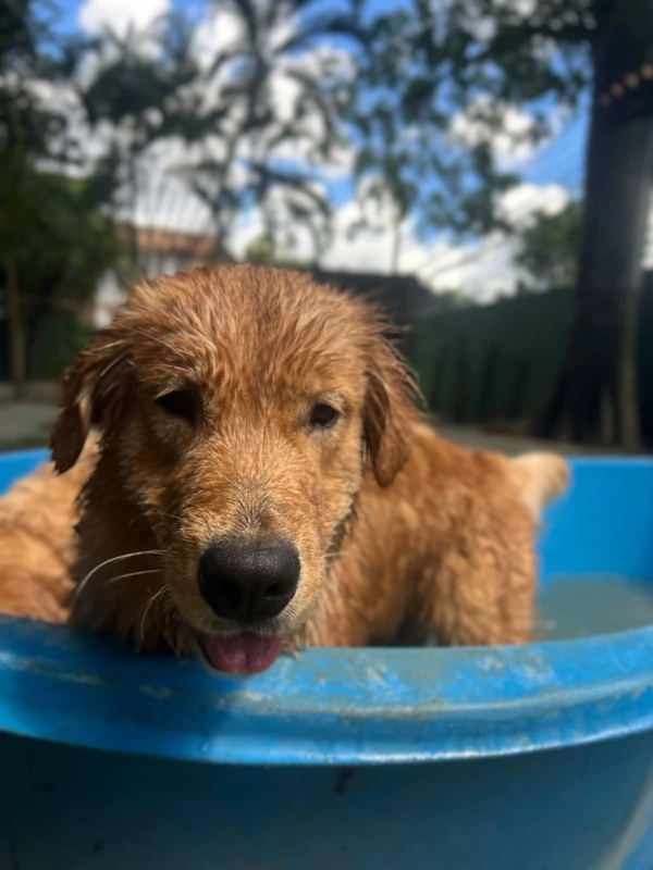 Fubá se refrescando por Acervo pessoal