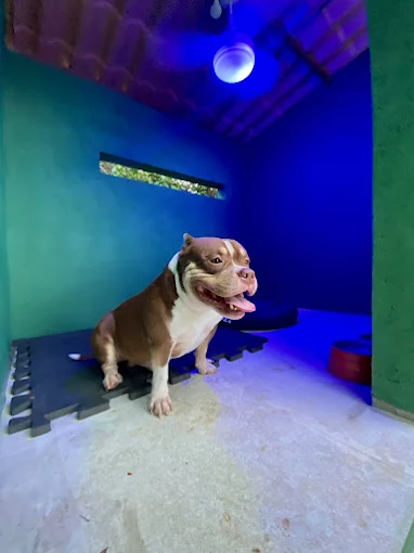 Quarto do Hotel Pet Natureza por Reprodução