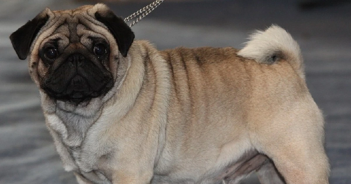 Imagem - Veterinária cita 5 raças de cães que não recomenda adotar por problemas de saúde