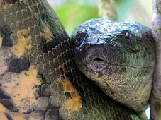 Imagem - FOTOS: maior cobra do mundo, sucuri-verde é chamada de 'Anaconda' e vive no Brasil