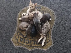 Imagem - Gata que vive em delegacia de SAJ têm filhotes disponíveis para adoção; saiba como adotar