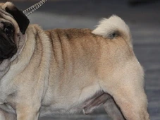 Imagem - Veterinária cita 5 raças de cães que não recomenda adotar por problemas de saúde