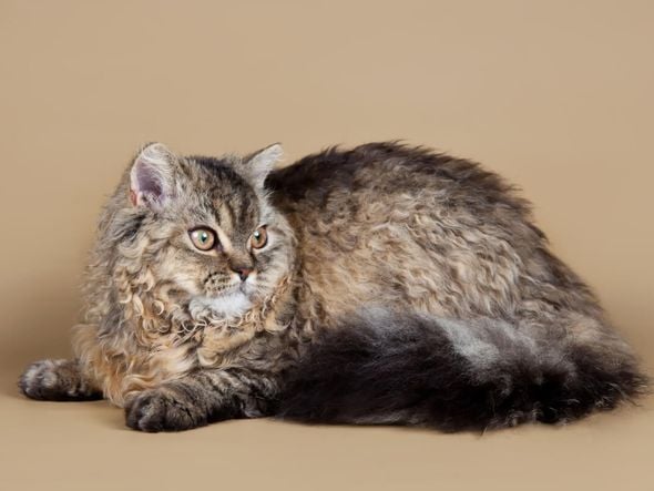 Imagem - 4 características do gato da raça selkirk rex 