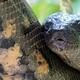 Imagem - FOTOS: maior cobra do mundo, sucuri-verde é chamada de 'Anaconda' e vive no Brasil