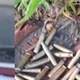 Imagem - Carro metralhado: cápsulas e tiros apontam confronto entre facções na madrugada