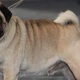Imagem - Veterinária cita 5 raças de cães que não recomenda adotar por problemas de saúde