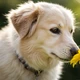 Imagem - Por que cachorros cheiram nossas partes íntimas? Veterinários explicam