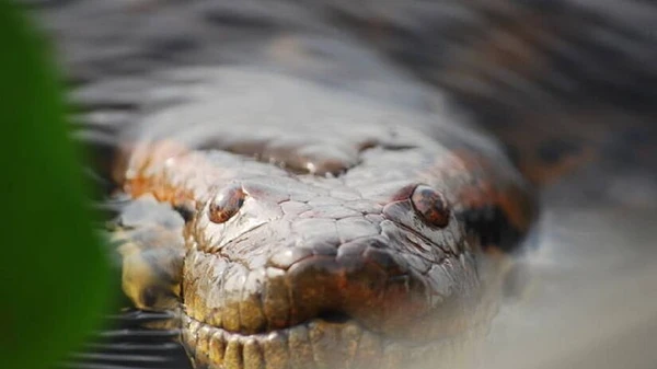 'Anaconda brasileira', a sucuri-verde é a maior cobra do mundo por Reprodução