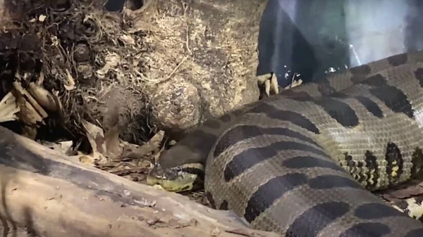 Animal tem manchas pela pele por Reprodução
