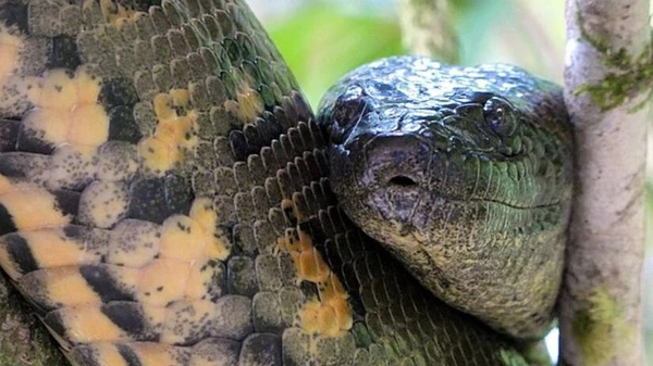 Apesar de sua aparência assustadora, a sucuri-verde não é venenosa