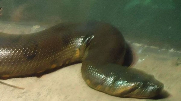 Cobra pode ser visitada no Instituto Butantan por Reprodução