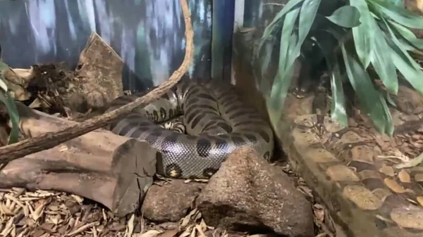 Cobra vive sob cuidados em São Paulo por Reprodução