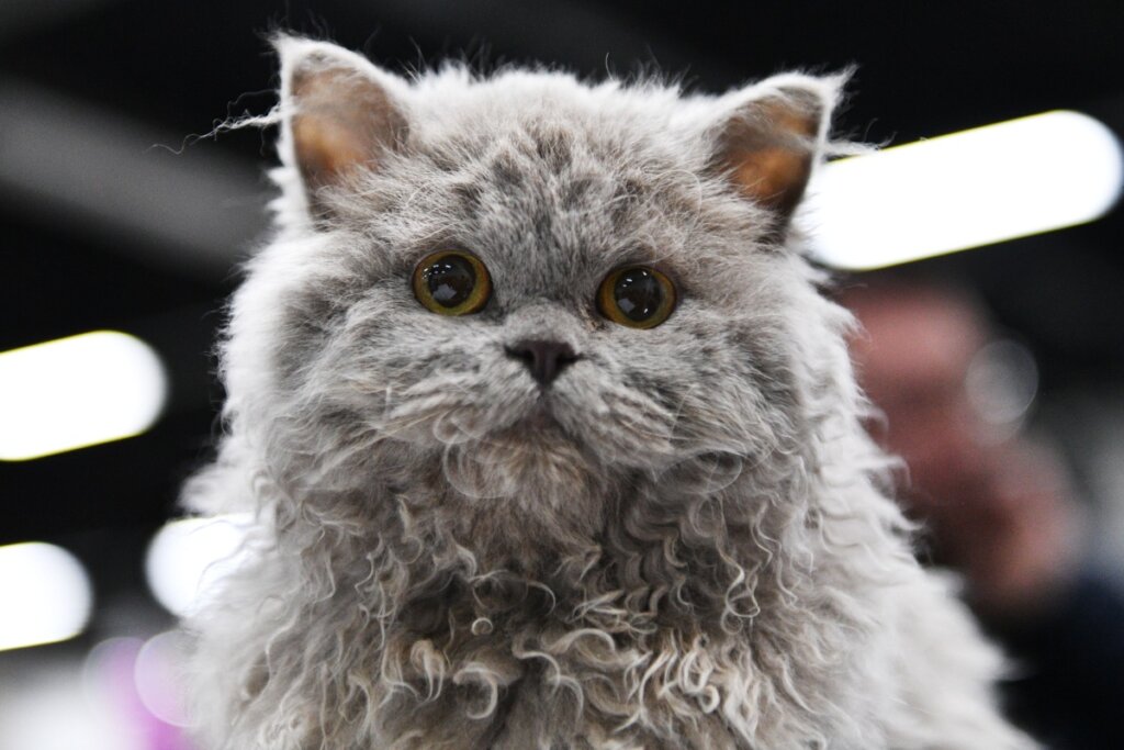 Em geral, o selkirk rex é um gato saudável, mas precisa de acompanhamento veterinário regular (Imagem: Sel_Sanders | Shutterstock)