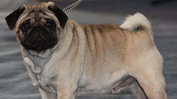 Pugs costumam ter problemas de saúde.