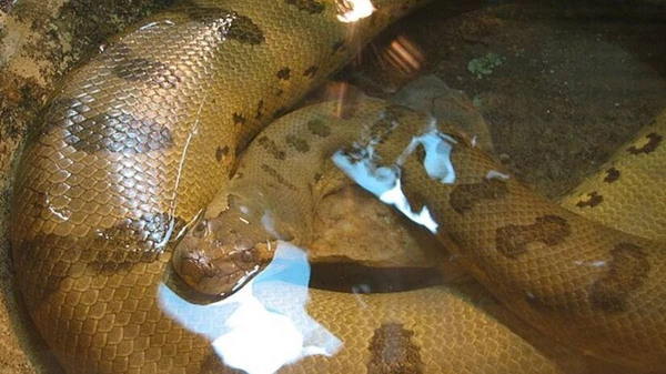 Sucuri é chamada de Anaconda pelo seu tamanho e força por Reprodução
