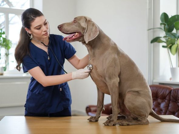 Imagem - 10 causas para o tremor em cachorros