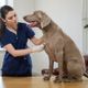 Imagem - 10 causas para o tremor em cachorros