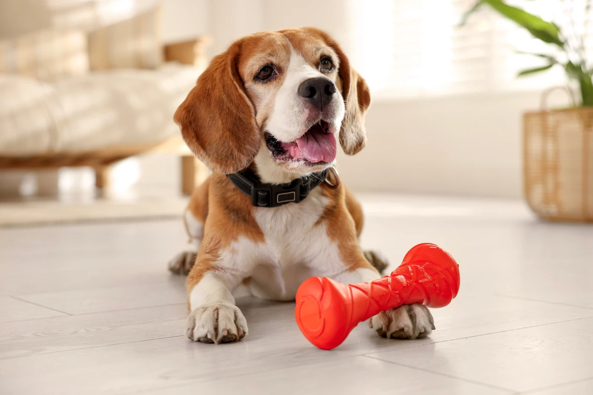 Beagle por Shutterstock