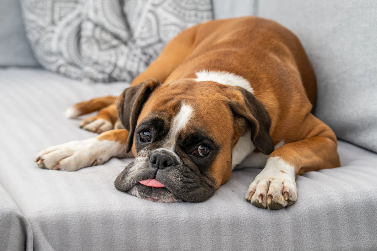 Boxer por Shutterstock