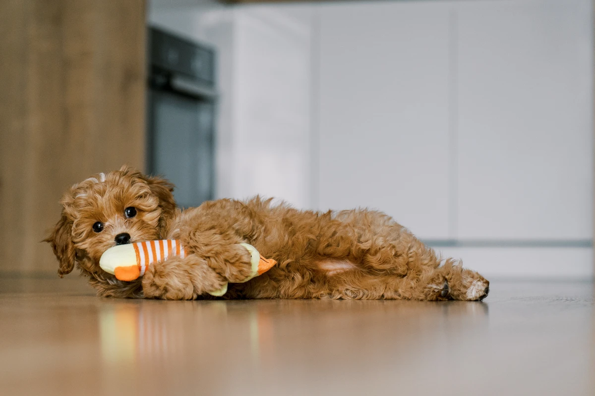 Cachorro brincando por Shutterstock