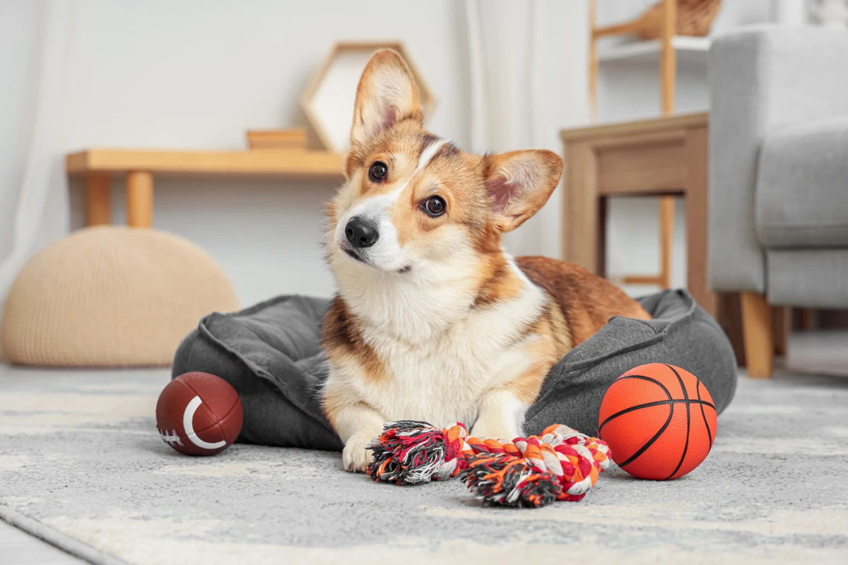 Cachorro corgi por Shutterstock