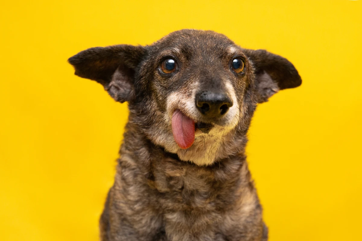 Cachorro engraçado por Shutterstock