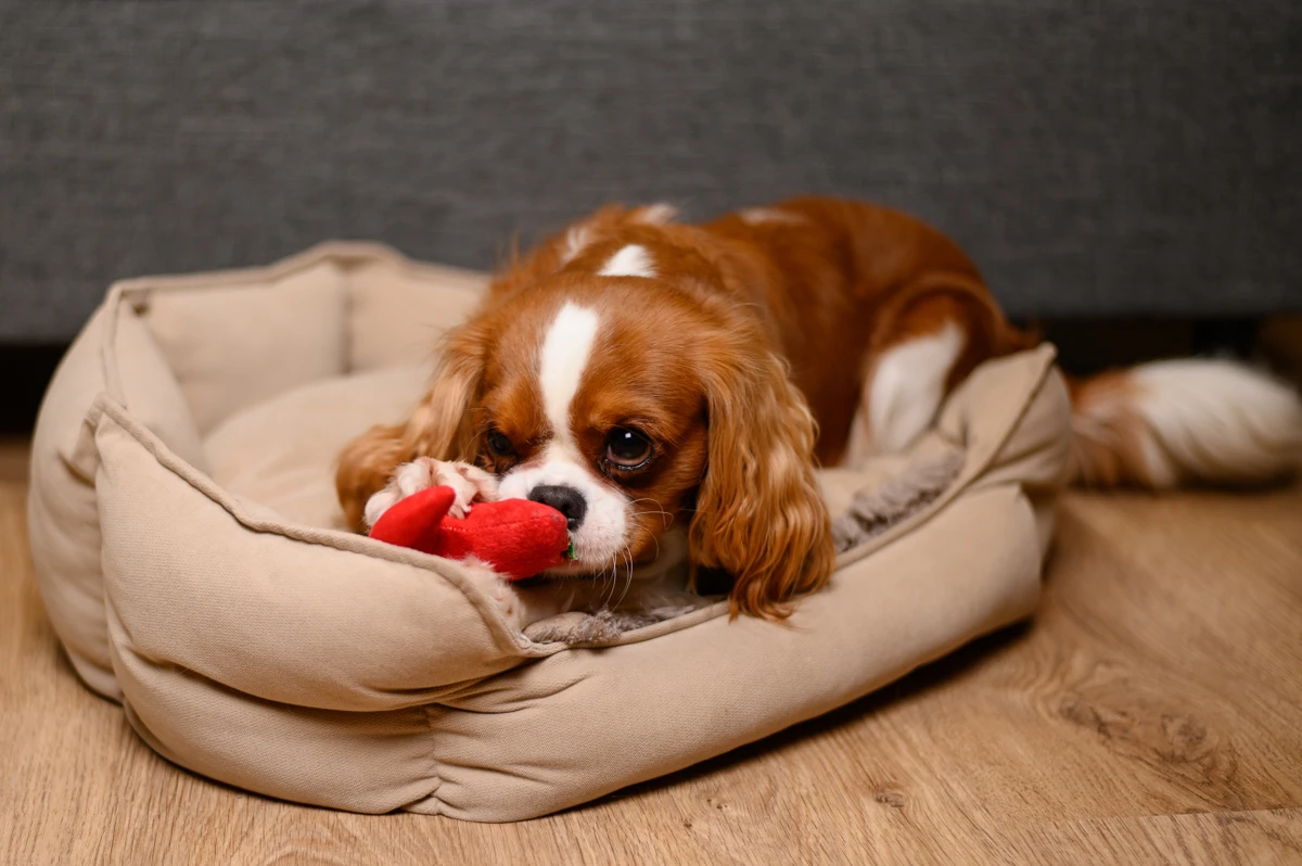Cãozinho na cama por Shutterstock