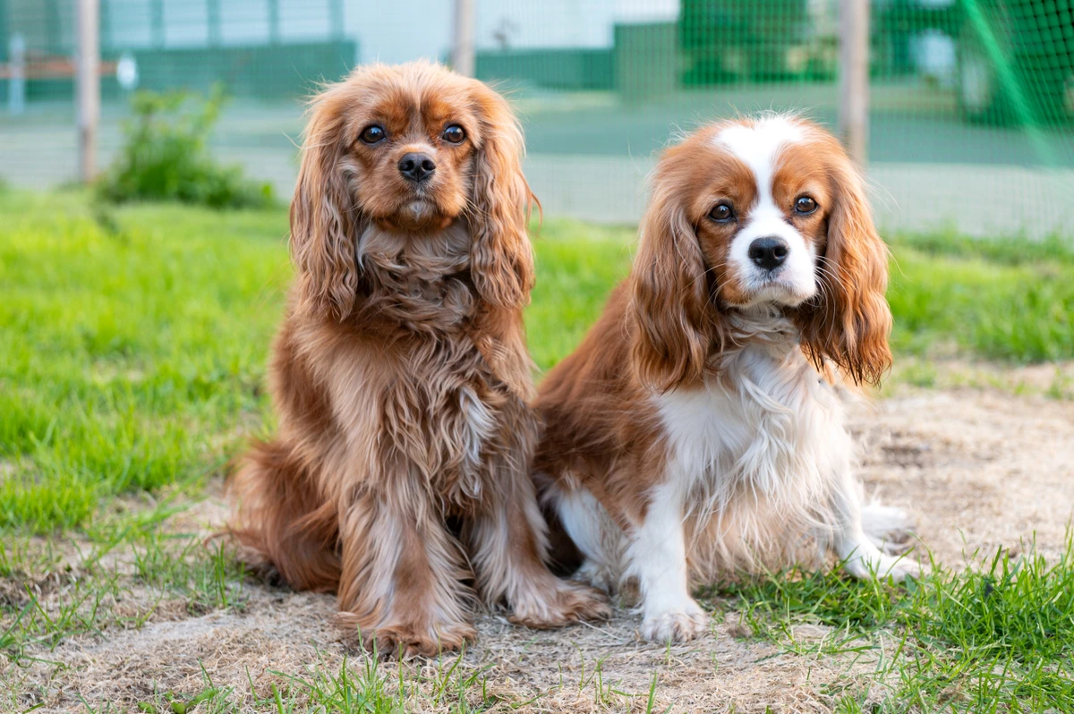 Cavalier King Charles por Shutterstock