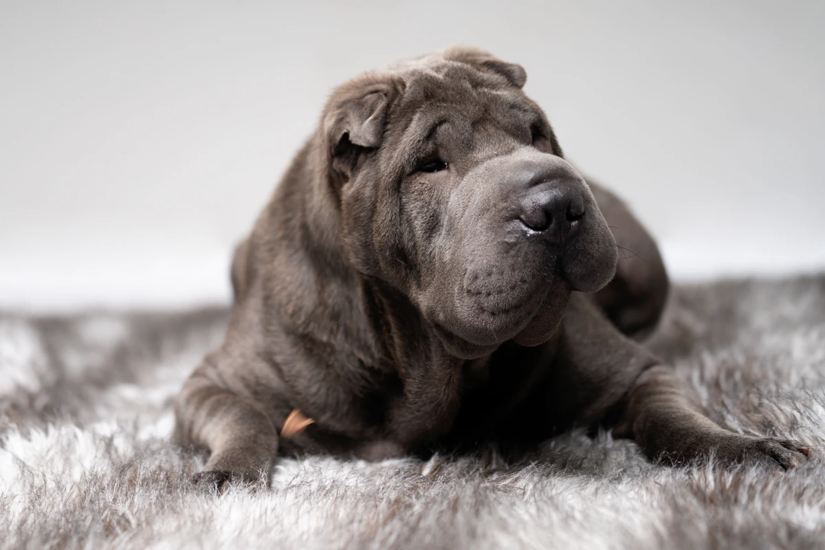 Shar pei por Shutterstock