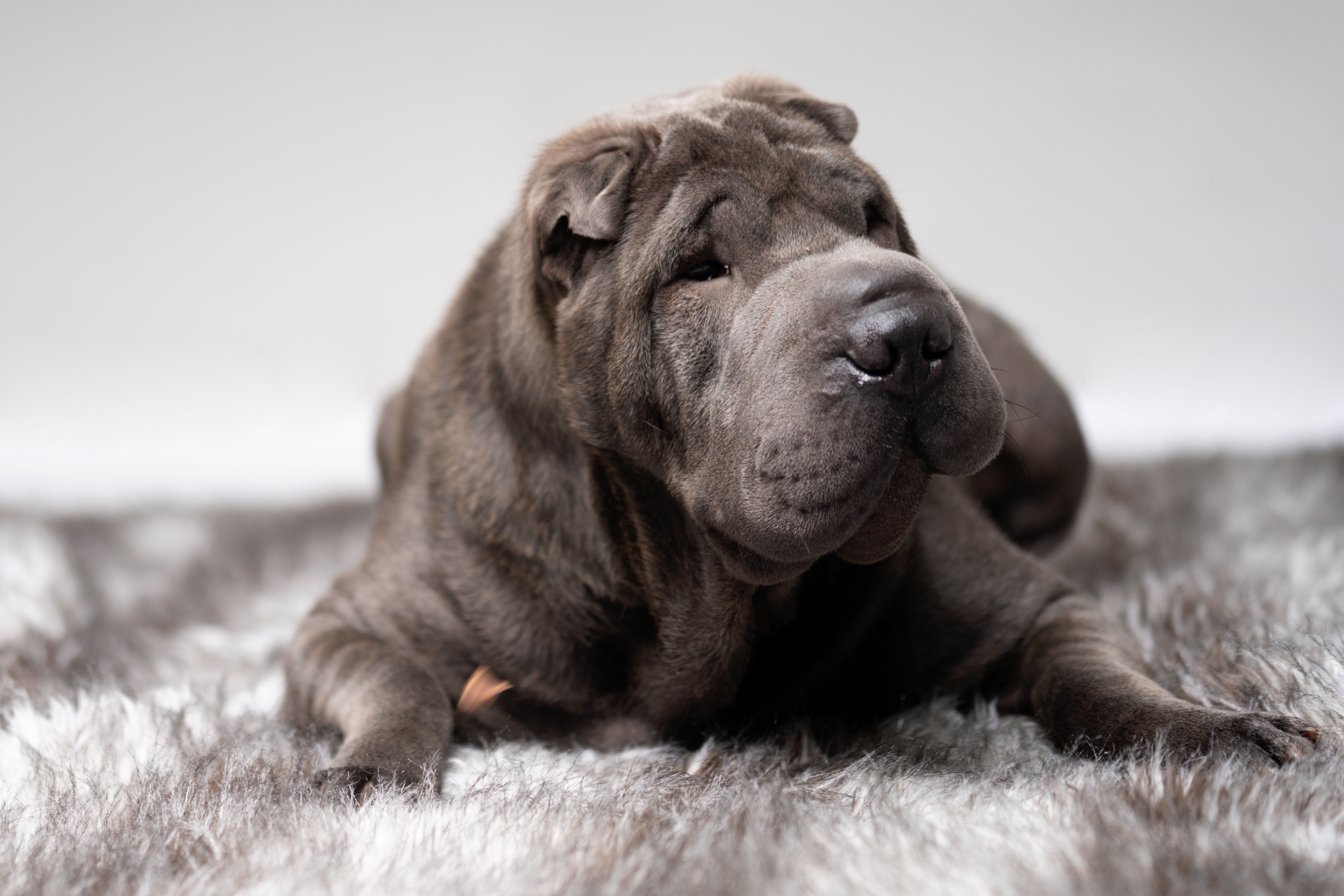 Shar pei por Shutterstock