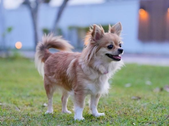 Imagem - 10 nomes para cachorros inspirados em personagens históricos
