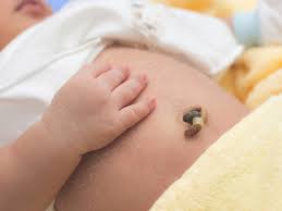 Cordão umbilical por Shutterstock