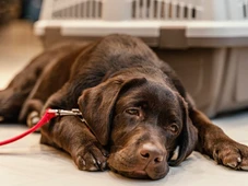 Imagem - O que seu cachorro sente antes de morrer? A ciência responde