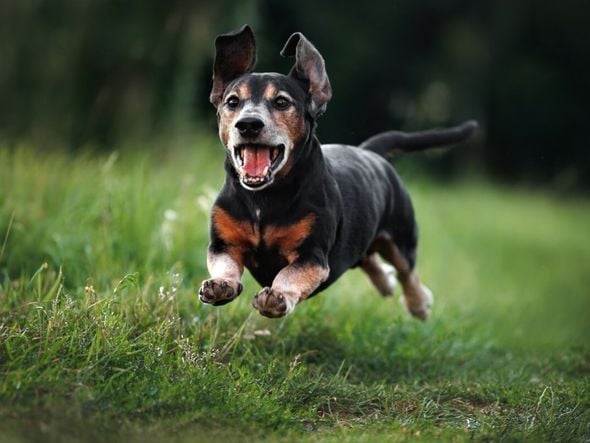Imagem - Saiba quais os cuidados necessários com animais idosos