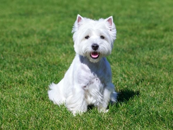 Imagem - 4 características do cachorro west highland white terrier