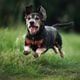 Imagem - Saiba quais os cuidados necessários com animais idosos