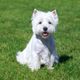 Imagem - 4 características do cachorro west highland white terrier
