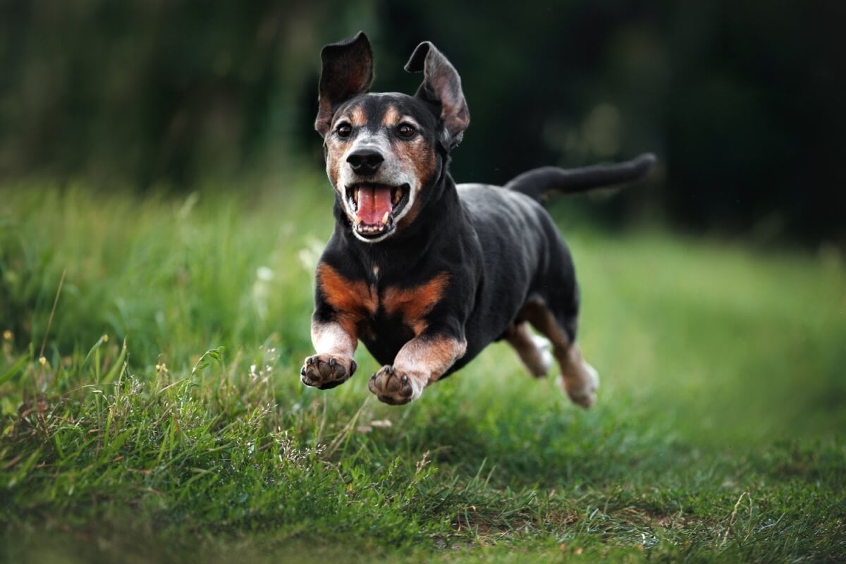 Animais idosos necessitam de cuidados especiais (Imagem: otsphoto | Shutterstock)