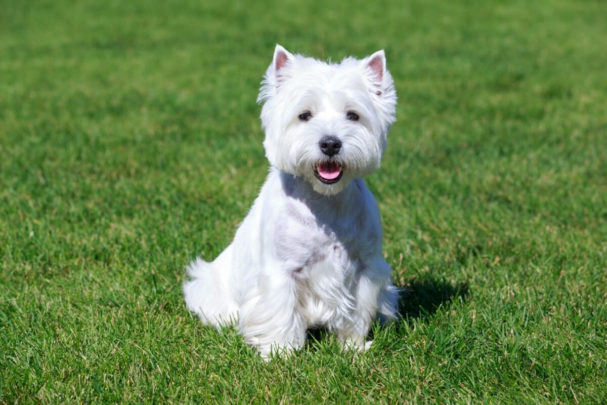 Os cachorros da raça west highland white terrier têm temperamento alegre, aparência encantadora e tamanho pequeno (Imagem: Olga Aniven | Shutterstock)