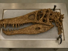 Imagem - Cientistas descobrem existência de monstro dos mares; animal tem o dobro do tamanho da baleia-assassina
