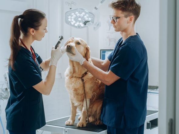 Imagem - 3 passos para cuidar da saúde dos olhos de cães e gatos