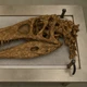 Imagem - Cientistas descobrem existência de monstro dos mares; animal tem o dobro do tamanho da baleia-assassina