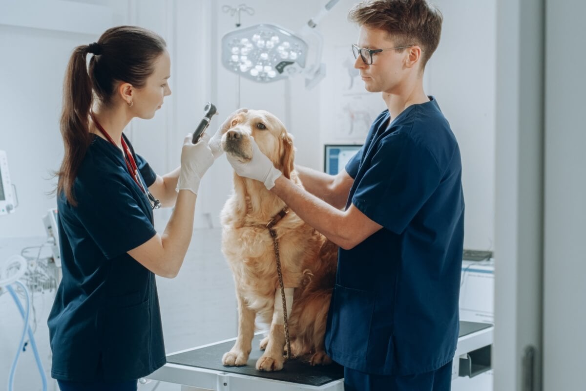 O cuidado com a saúde dos olhos é essencial para proteger a visão dos pets (Imagem: Gorodenkoff | Shutterstock)