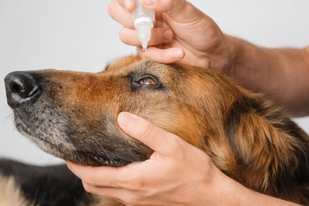 Somente o veterinário pode indicar o uso de medicamentos nos olhos dos animais (Imagem: Snezhana_G | Shutterstock)